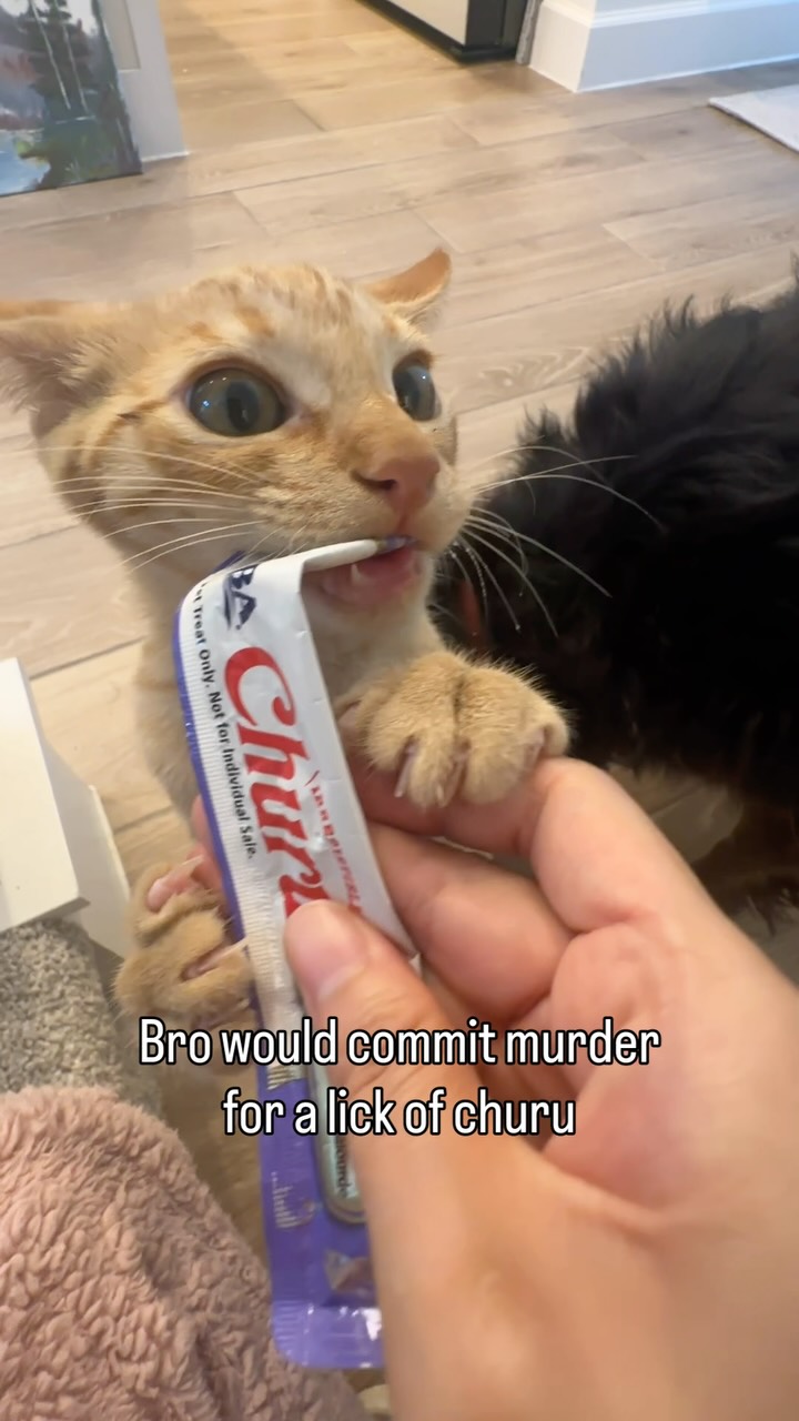 Ravioli, the little Churu monster, with a Churu treat