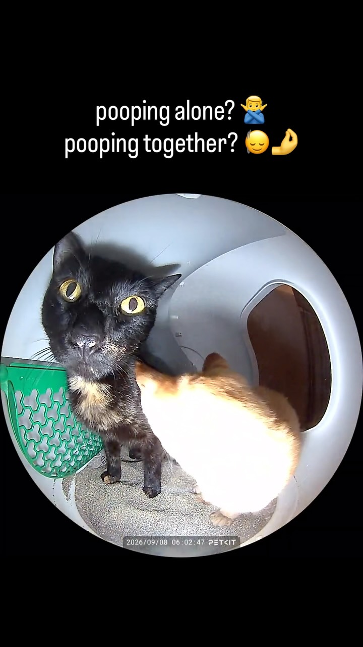 Even potty time is a group activity.