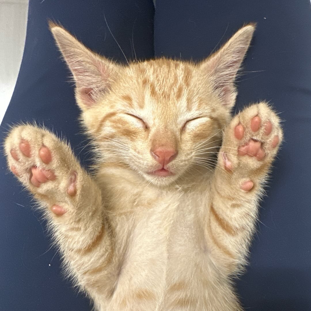Original photo of Ravioli sleeping with his paws raised against navy fabric